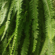 May Flowers Horticulture Installation 103